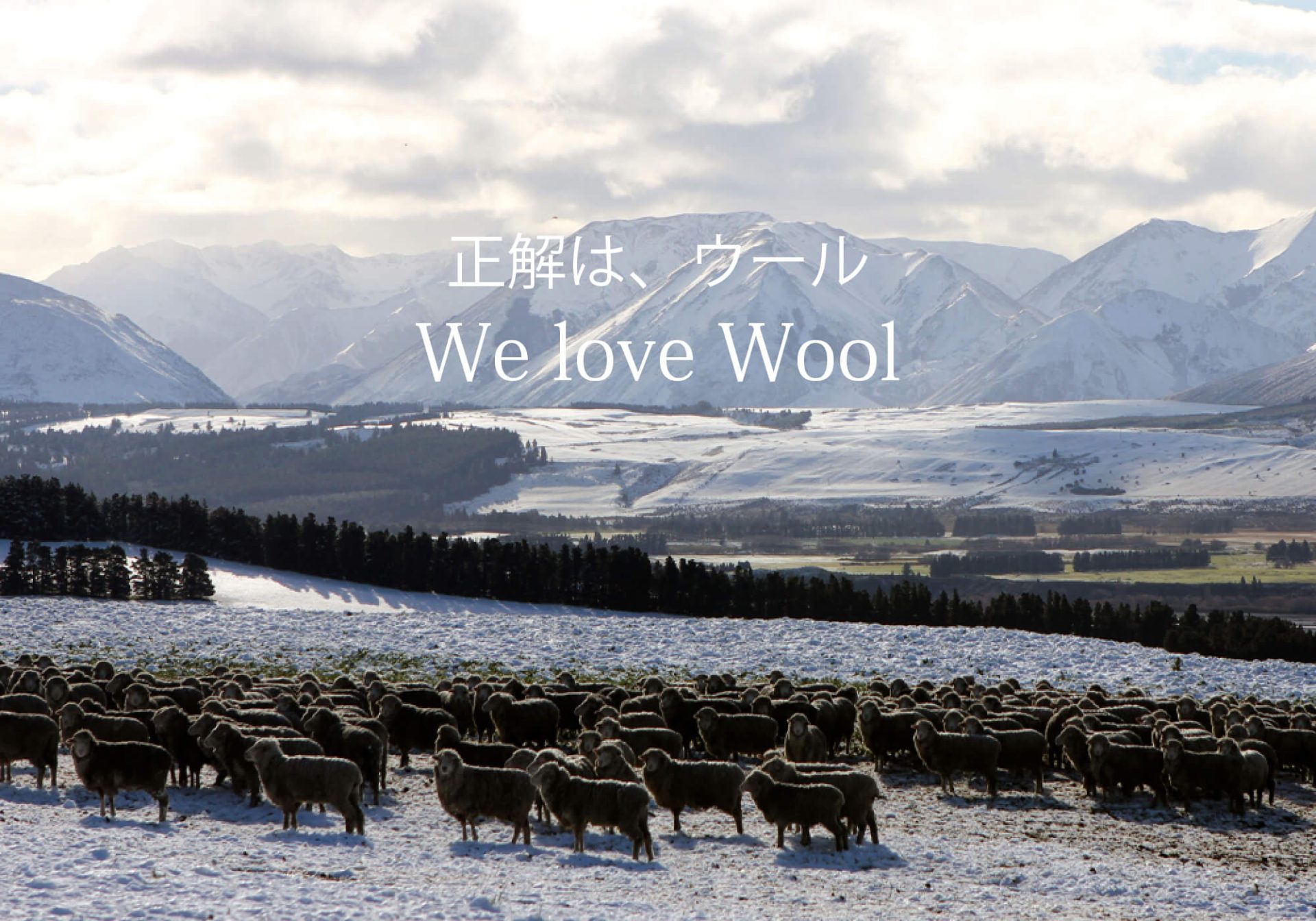 SP画像 日本羊毛産業協会について